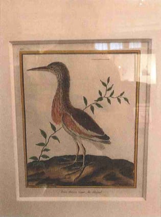 Petit Heron roux, du Senegal 