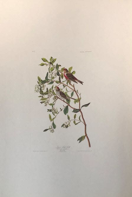 Lesser Red-Poll, Image 1.