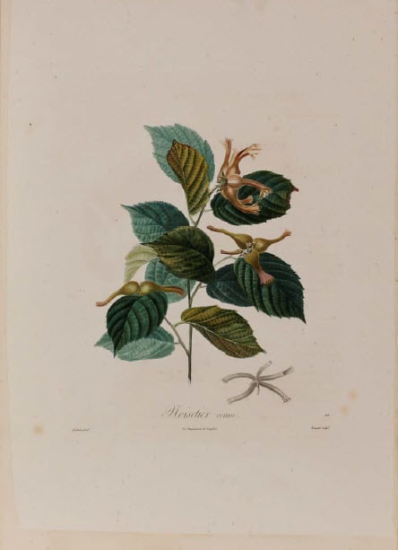 Noisetier by Pierre-Antoine Poiteau, Image 1.