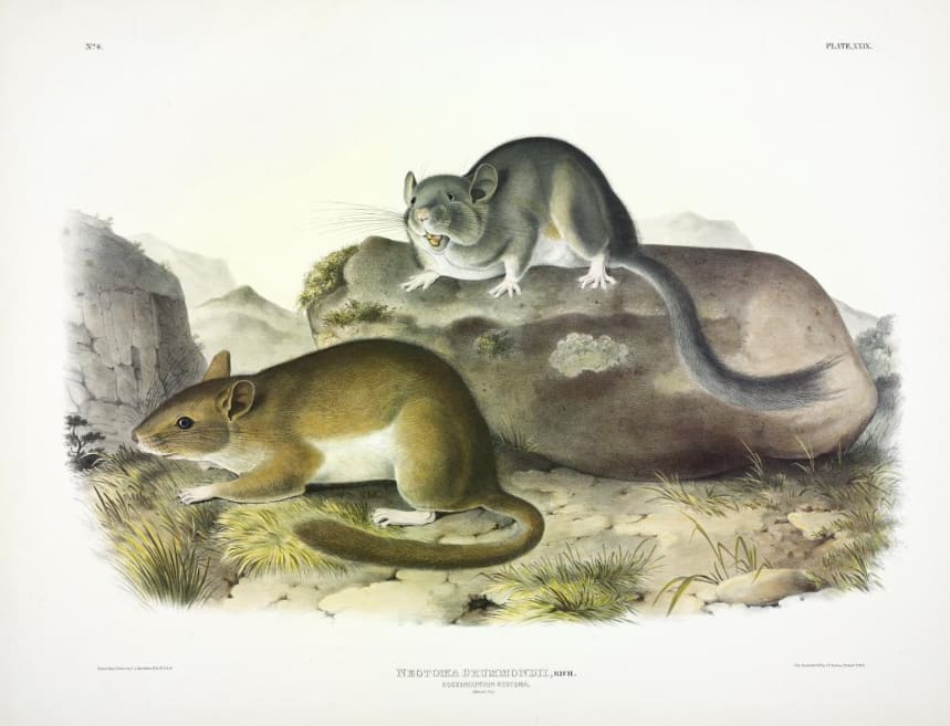 Neotoma drummondii, Rich. Rocky Mountain Neotoma. (v. 1, no. 6, plate 29) 