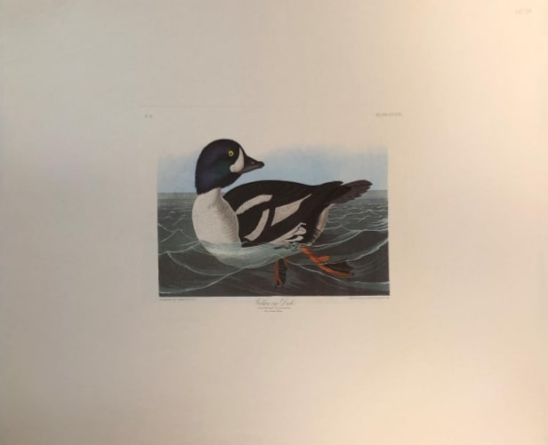 Golden-Eyed Duck 