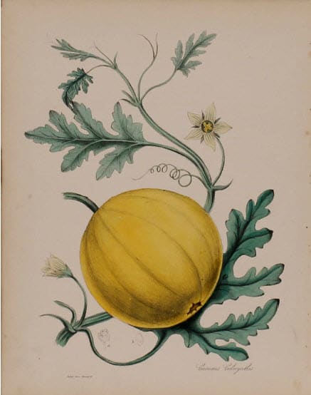 Cucmis Colocynthis by MA Burnett 