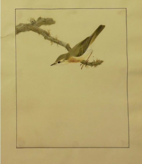 Finch III by William Lewin 