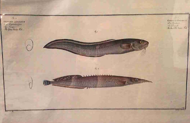 Ophidium Barbatum Fig. 1 (1) Ophidium Aculeatum Fig. 2 (2), The bearded Snake-Fish (1) The Spring... 