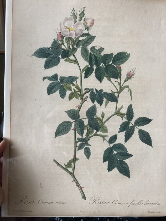 Rosa Canina nitens by Pierre-Joseph Redouté 