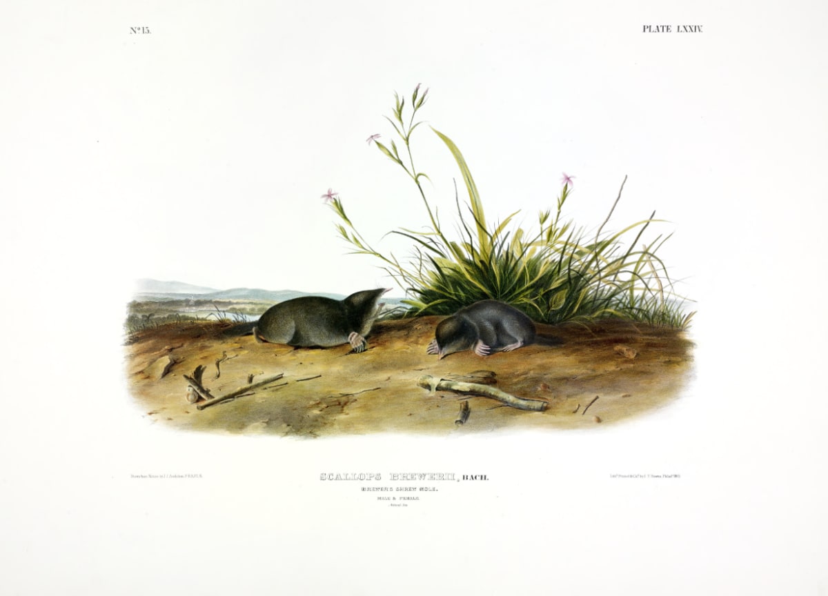 Scallops brewerii, Aud. & Bach. Brewer's Shrew-Mole. (v. 2, no. 15, plate 74) 