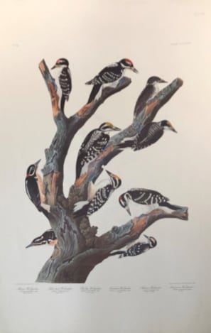 Maria's Woodpecker 