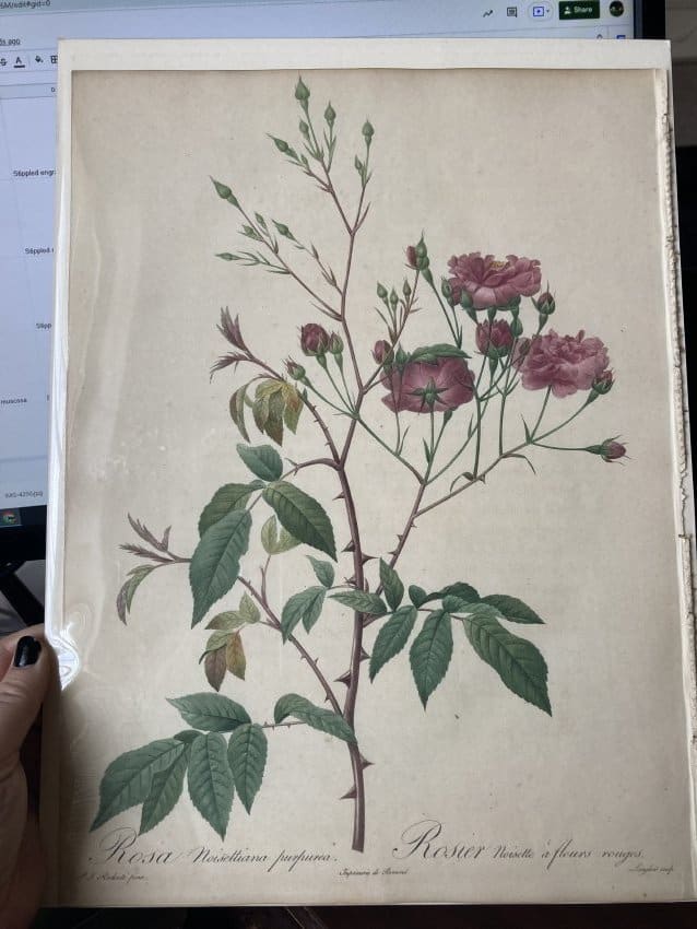 Rosa Noisettiana purpurea by Pierre-Joseph Redouté 