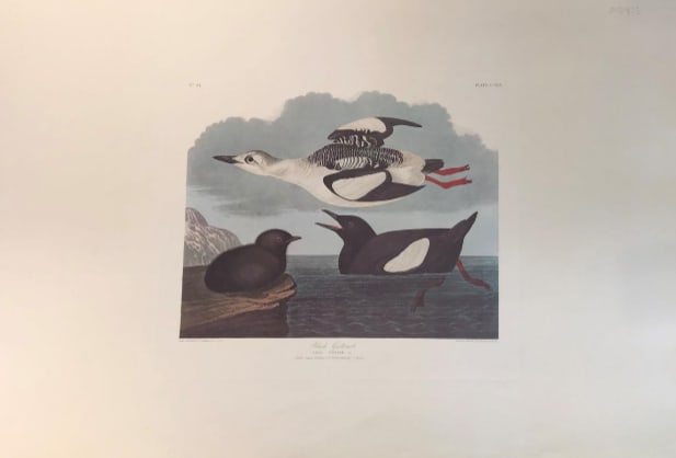 Black Guillemot 