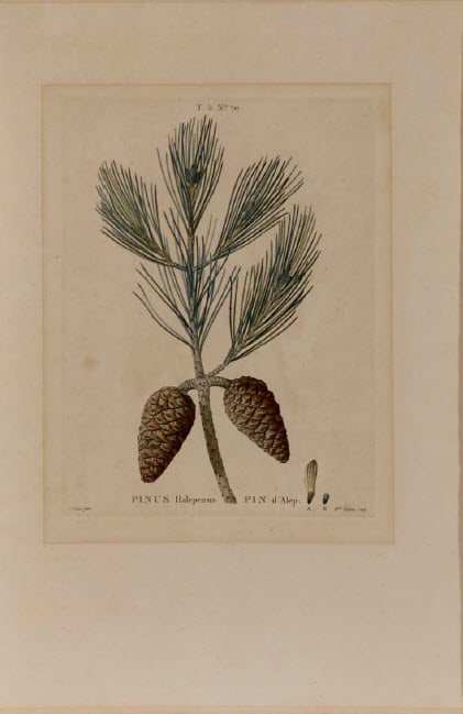 Pinus Halepensis by P Bessa 