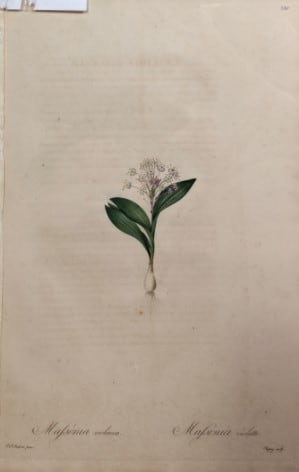 Mafsonia violacea,  Mafsonia Violette, Plate 386 