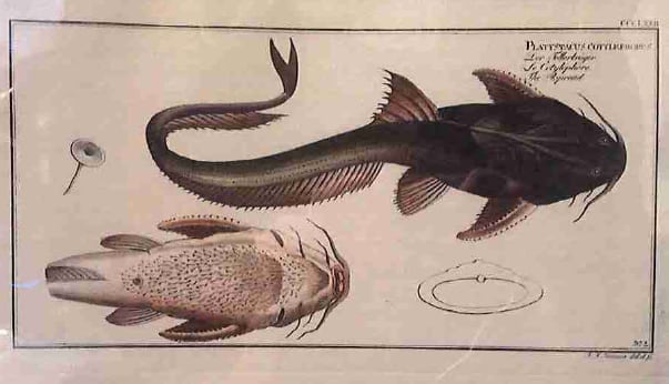 Platystacus Cotlephorus, The Aspread 