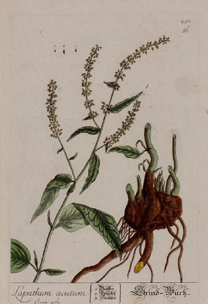 Lapathum acutum by Unknown Artist 