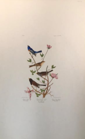 Lazuli Finch 