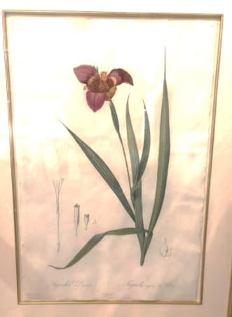 Tigridia Pavonia by Pierre-Joesph Redoute 