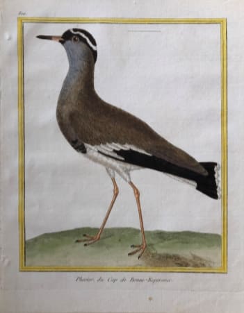 Pluvier de Cap de Bonne Esperance by Francois-Nicolas Martinet, Image 1.