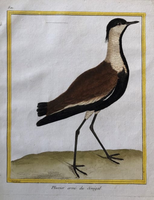 Pluvier Arine du Senegal by Francois-Nicolas Martinet 