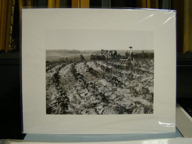 Untitled (Farmer in Field) 