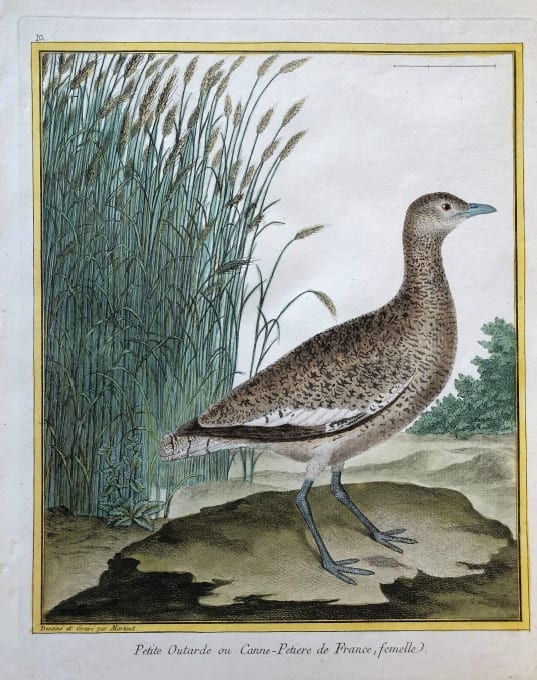 Petite Outarde ou Canne-Petiere de France, Femelle by Francois-Nicolas Martinet 