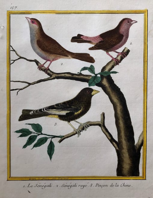 Le Senegali 2. Senegali Raye 3. Pincon de la Chine by Francois-Nicolas Martinet 