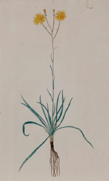 Plate 286 by Unknown Artist 