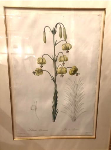 Lilium Pyrenaicum by Pierre-Joseph Redoute 