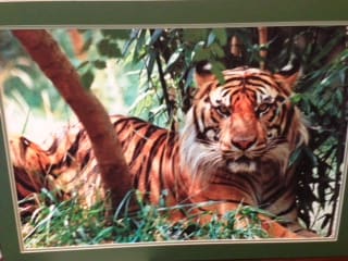 Tiger by James Stephens 