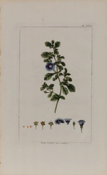 Nolana Proftrata by Philip Miller 