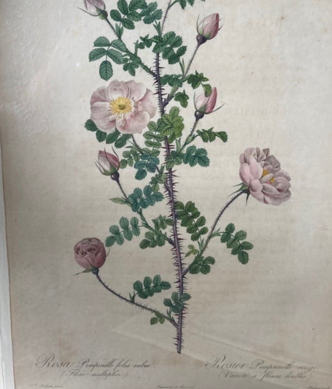 Rosa Pimpinelli folia rubra by Pierre-Joseph Redouté 