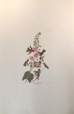 Colomban Hummingbird 