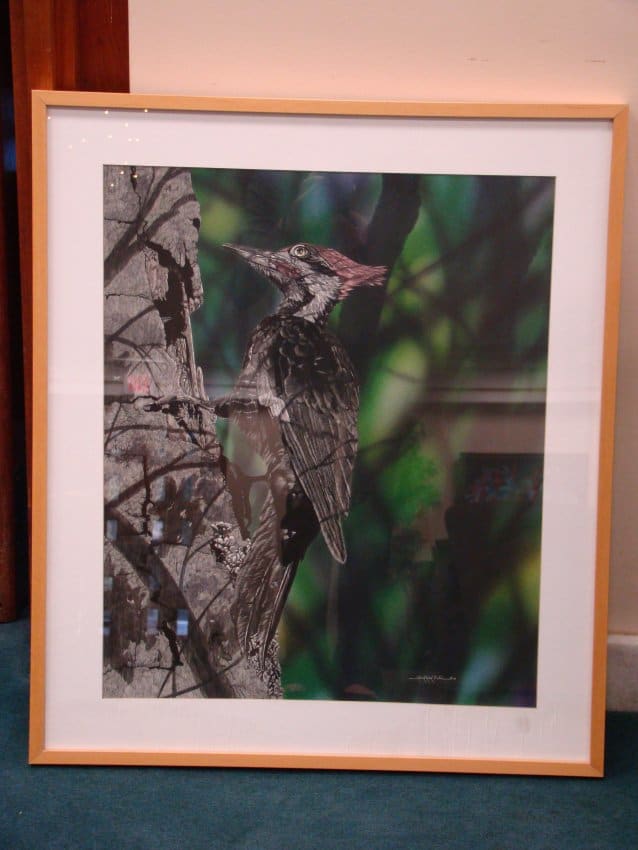 Woodpecker, Image 1.
