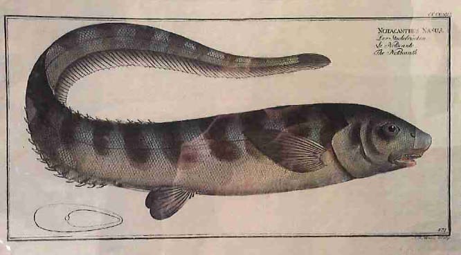 Notacanthus Nasus, The Notacanth 