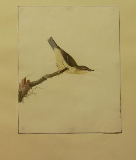 Finch I by William Lewin 