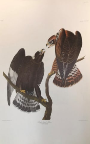 Rough Legged Falcon 