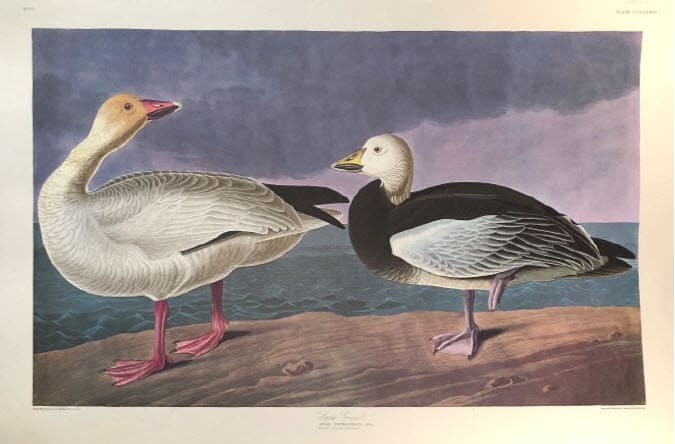 Snow Goose 