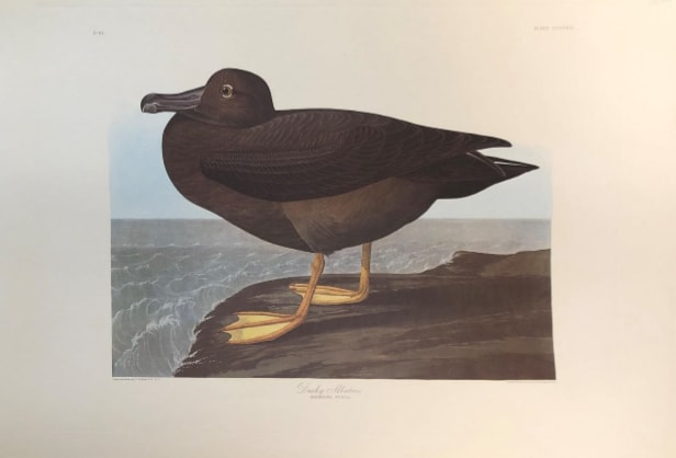 Dusky Albatross 