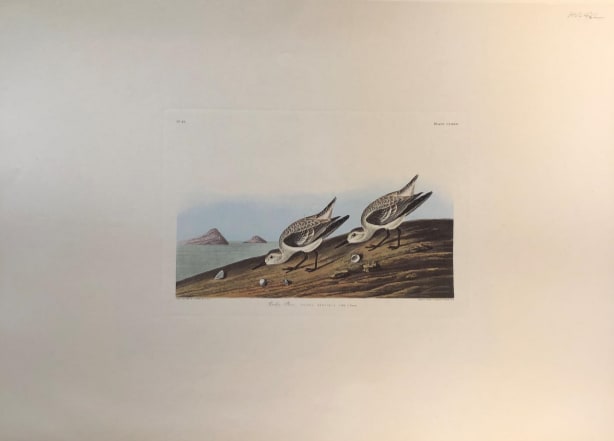 Ruddy Plover 