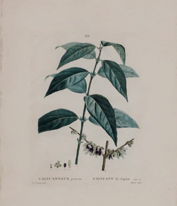 Calycanthus Praecox 
