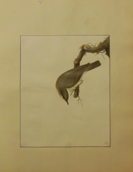 Finch II by William Lewin 
