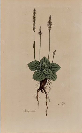 Plantago Media by Unknown Artist 