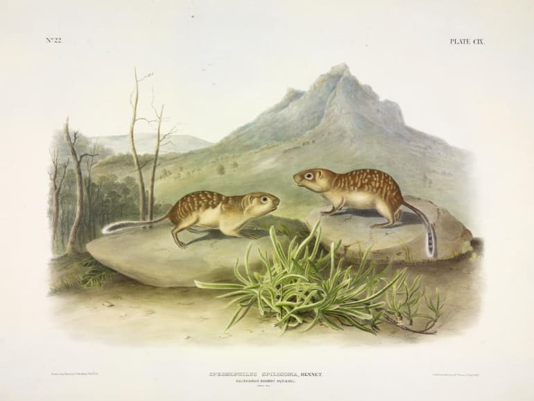 Spermophilus spilosoma, Bennet. Californian Marmot-Squirrel. (v. 3, no. 22, plate 109) 