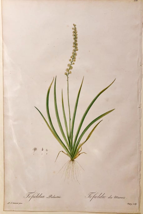 Plate 256, Les Liliacées by Pierre-Joseph Redouté 