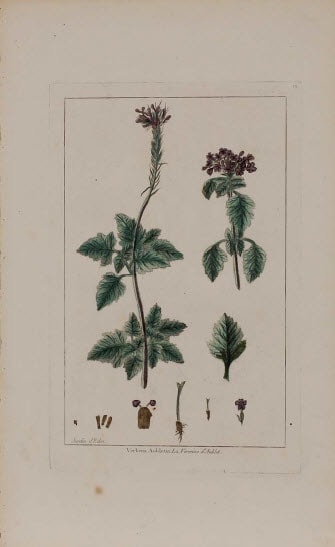 Verbena Abuletia by Pierre-Joesph Buchoz 