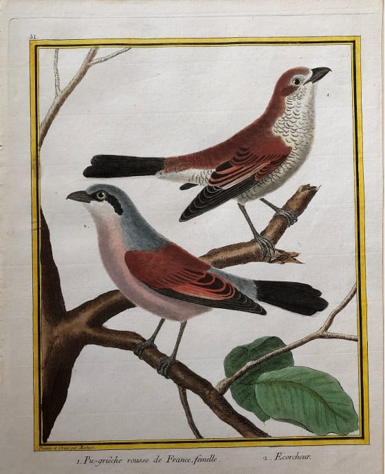 1.Pie-Grieche Rousse de France, Fermelle 2. Ecorcheur by Francois-Nicolas Martinet 