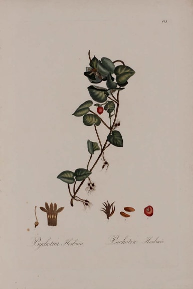 Plate 8, Psychotria herbacea by Unknown Artist 
