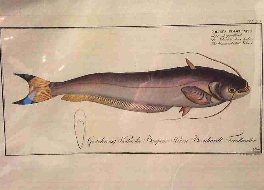 Plate 367, Silurus herzbergh,	The Silver-Silure 
