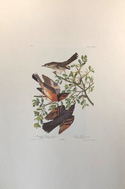 Mountain Mockingbird, Image 1.