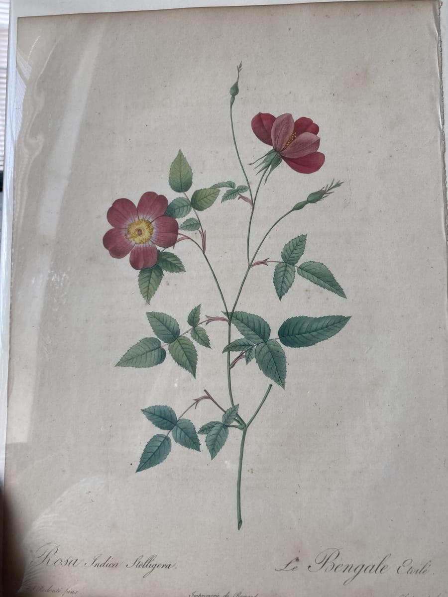 Rosa Indica Stelligera by Pierre-Joseph Redouté 