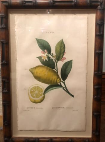 Citrus limonium by Pancrace Bessa 
