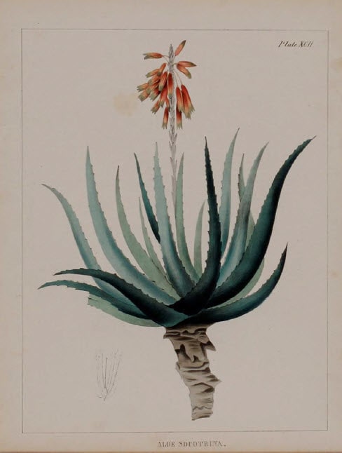 Aloe Socotrina
Aloe Socotrina
Aloe Socotrina
Aloe Socotrina by Joseph Carson 